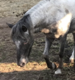 Wir suchen unser Shetland-Pony Macchiato